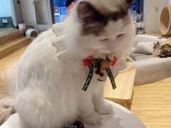 -啵啵喵·猫咖(攀华国际店)