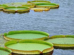 -荷塘月色湿地公园·向阳花洲