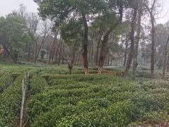 -野蔓果·山野菜(西湖景区·龙井茶田店)