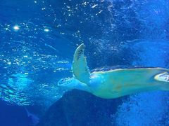 -太平洋海底世界