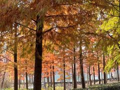 -昆山城市生态森林公园