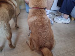 -柴犬高等学院·狗咖·柴犬售卖·宠物训练