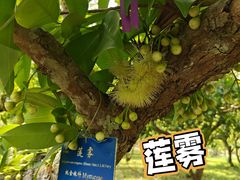 -中国科学院西双版纳热带植物园