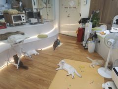 -COLOR PETS 撸猫馆·购猫·猫咖(长风大悦城店)