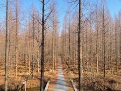 -黄海国家森林公园