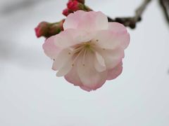 -天适樱花悠乐园