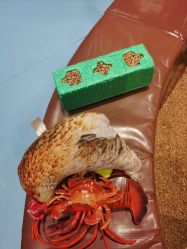 -MELAND(郑州万象城店)