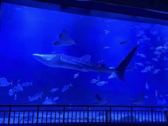 -烟台海昌鲸鲨海洋公园