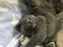 -猫大福·Fortune Cat猫舍(百子湾店)