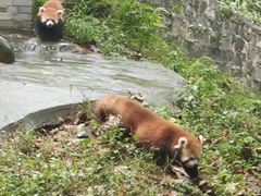 -都江堰中华大熊猫苑