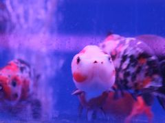 -青石桥花鸟鱼虫市场(叠翠城店)