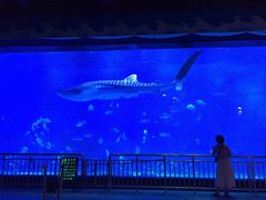 -烟台海昌鲸鲨海洋公园