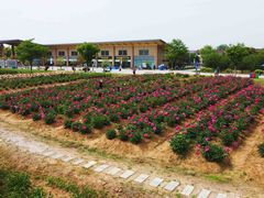 -扬州芍药园(仪征市)
