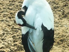-盐城丹顶鹤湿地生态旅游区