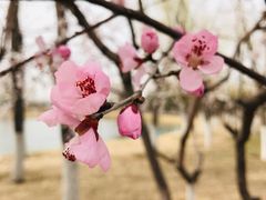 -大兴滨河森林公园