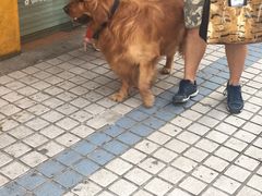 -米熊薯薯 超级糕工厂(富国街店)