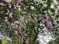 -深圳国际园林花卉博览园