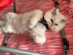 -派特宠物医院(圆融广场店)