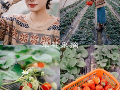 -荷兰花海