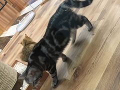 -袖虎·猫馆(体育西路店)