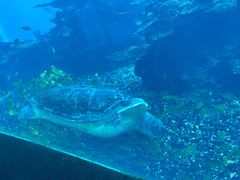 -海棠湾洲际-涛·海底餐厅·美人鱼·自助餐·海底隧道