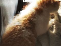 -严国平动物医院(德政总院)