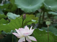 -荔湾湖公园