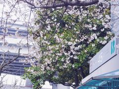 -上海南浦大桥长途旅游客运站