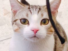 -飞行喵MR PILOT|猫舍·猫咖(静安大融城店)