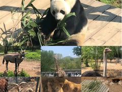 -大连森林动物园