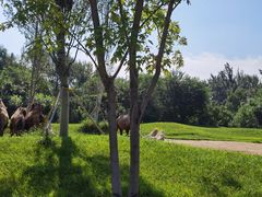 -北京野生动物园