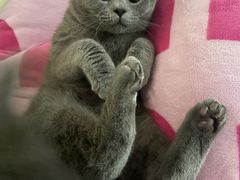 -关爱宠物医院·猫科中心·消化科(滨湖万达分院)