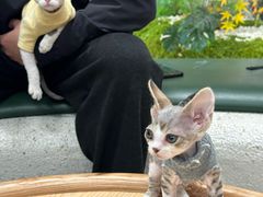 -帕帕拉兹宠物(亚洲旗舰店)