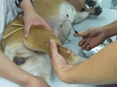 -达爱动物医院·犬猫分区·CT·复杂眼科(远洋山水分院)