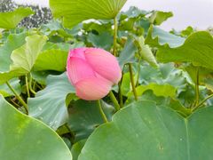 -池杉湖湿地公园
