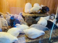 -花鸟鱼虫鲜花绿植市场(玉泉路店)