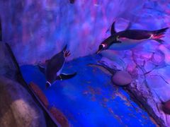 -芜湖新华联大白鲸海洋公园