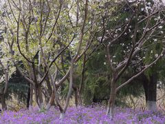 -白塘生态植物园