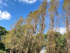 -贡湖湾湿地公园