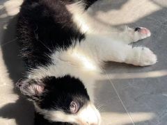 -翊宠yipet猫狗购宠庄园犬舍•猫舍