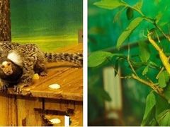 -上海大自然野生昆虫馆(东方明珠·爬宠昆虫探索中心)