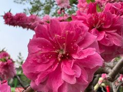 -海棠花溪(元大都城垣遗址公园)