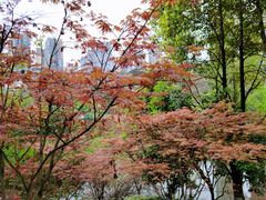 -重庆彩云湖湿地公园