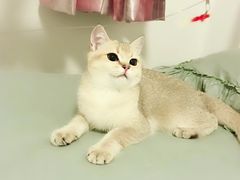 -猫大福·Fortune Cat猫舍(百子湾店)