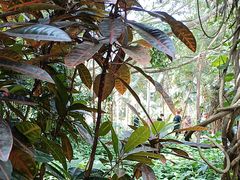 -海南热带野生动植物园