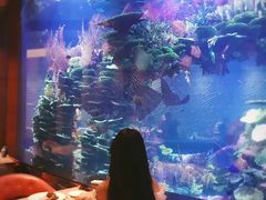 -迪拜帆船酒店海底餐厅