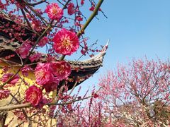 -红梅公园