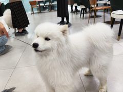 -安格丽娜·狗咖·猫咖羊驼咖(春熙路百盛商场店)