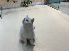 -藏猫猫咖啡主题馆(中央大道店)