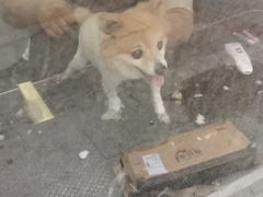 -喵汪萌宠屋旗舰店.洗澡美容.猫狗基地